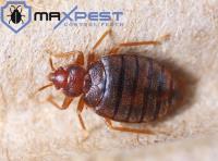 Max Bed Bug Control Perth image 1